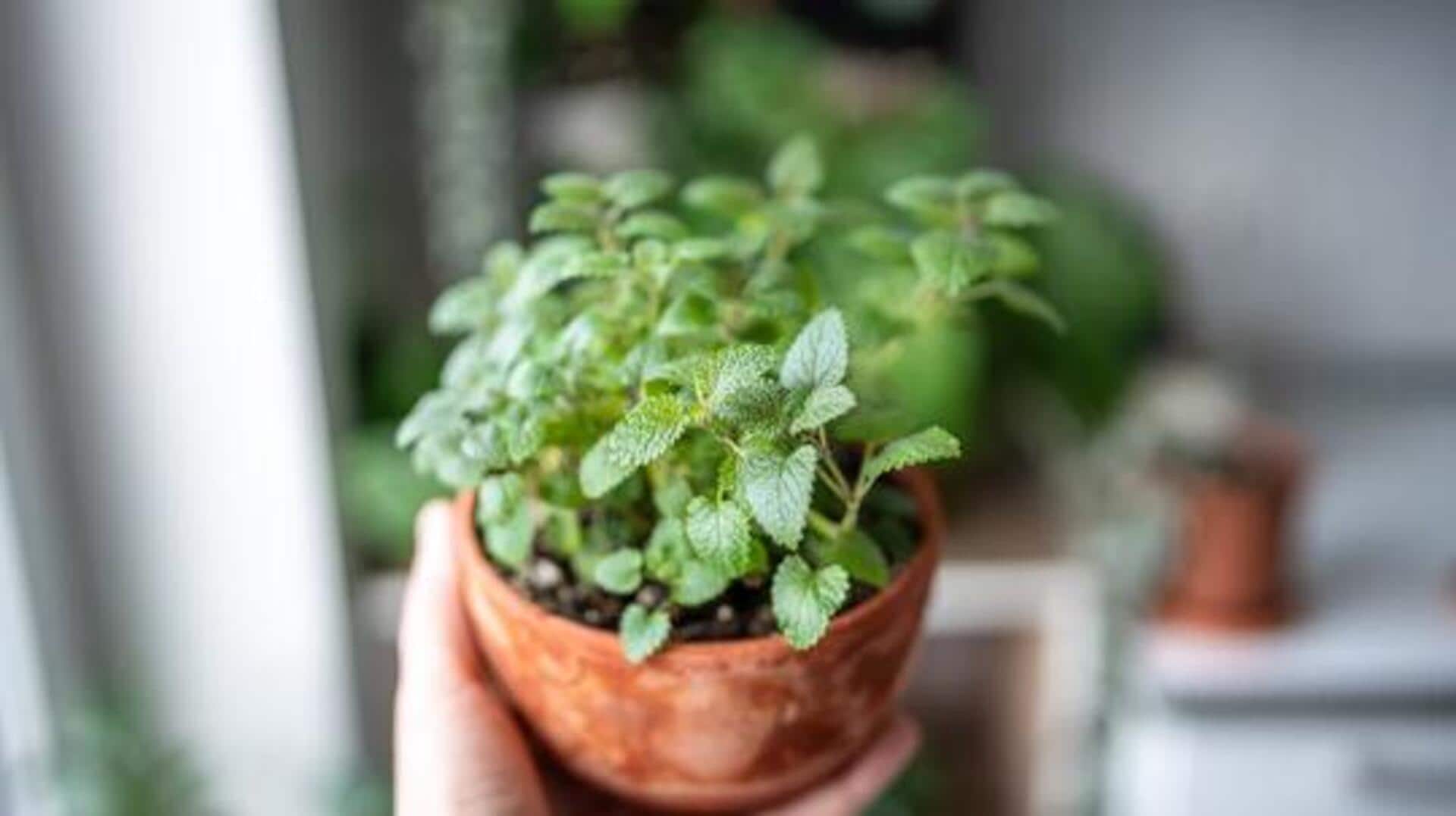 How to grow lemon balm in pots