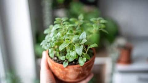 How to grow lemon balm in pots
