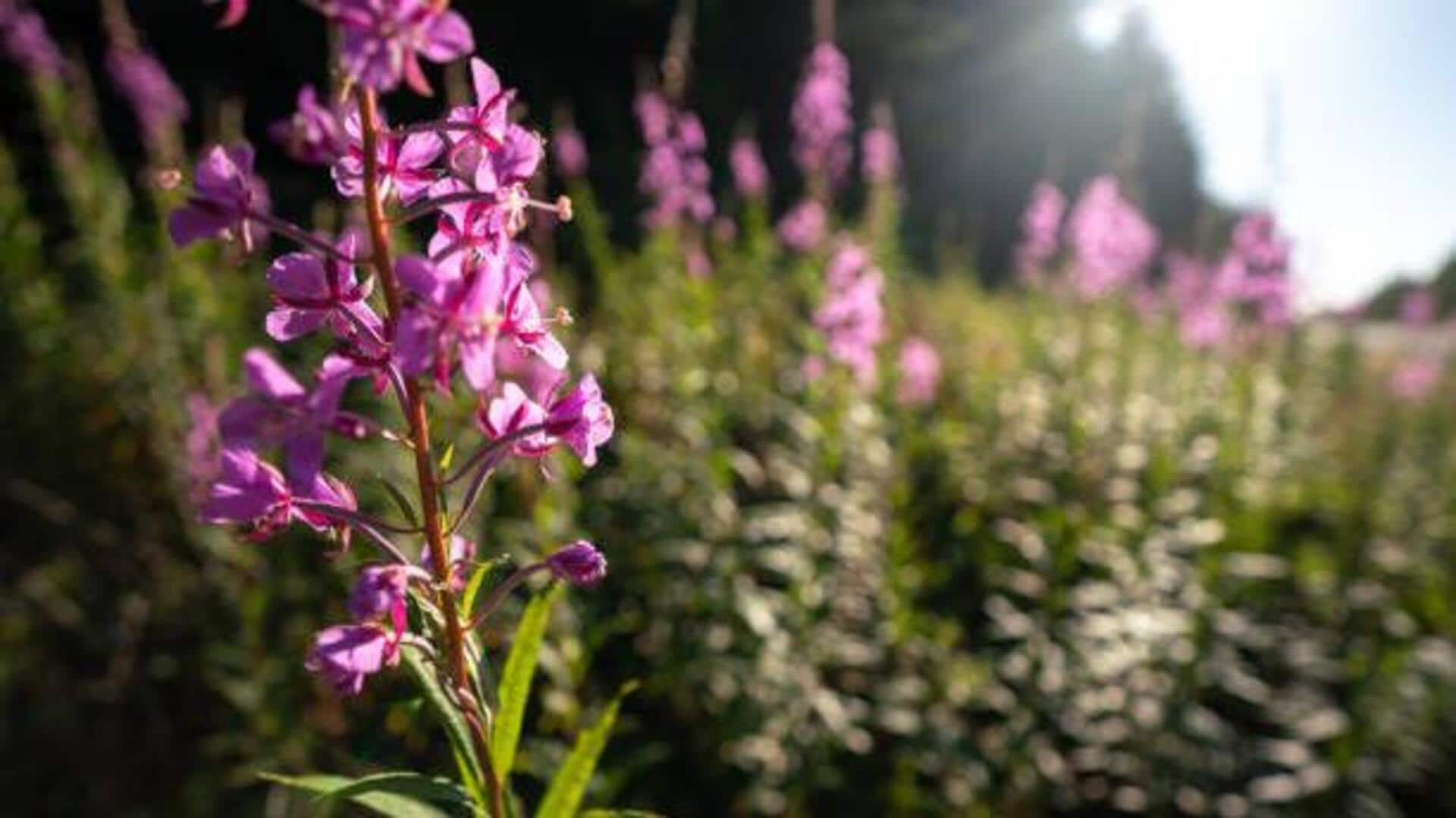 Phoenix fireweed: Watch flowers bloom after wildfires 