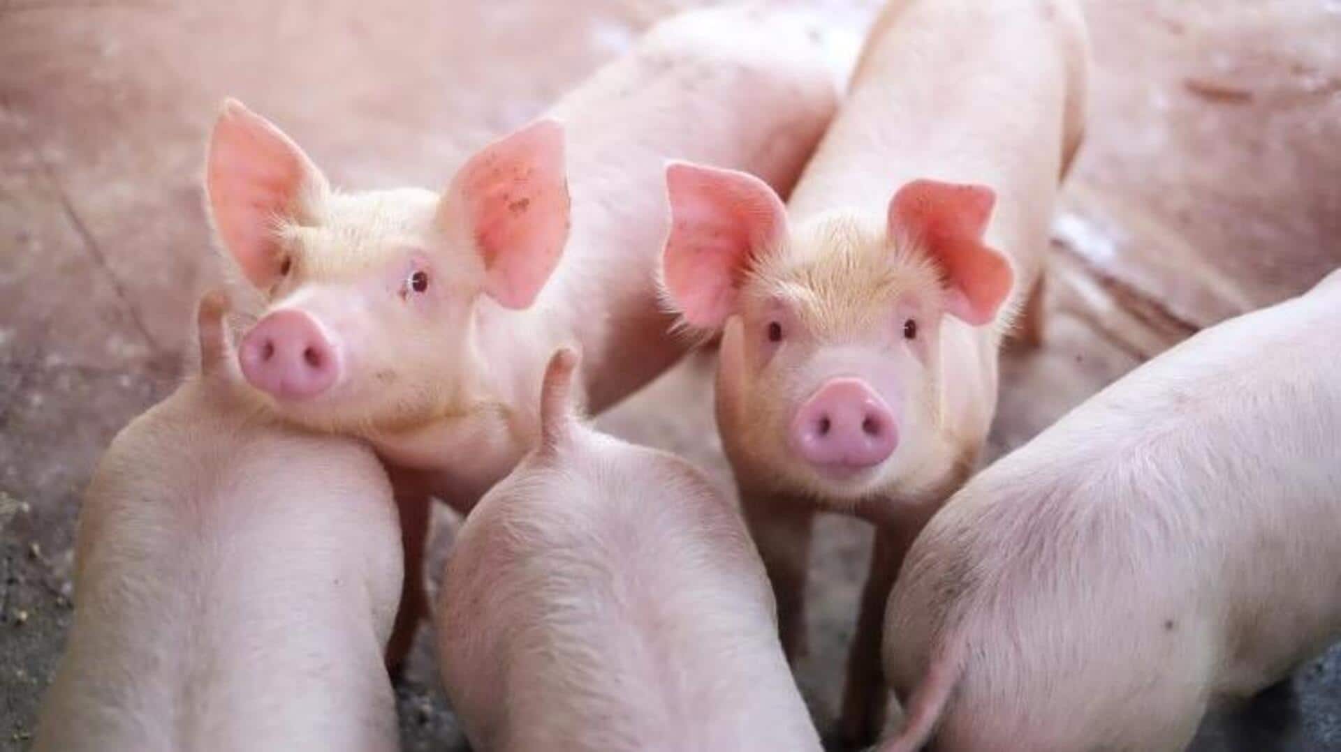 FDA approves gene-edited pigs as food: Here's why it matters FDA approves gene-edited pigs as food: Here's why it matters