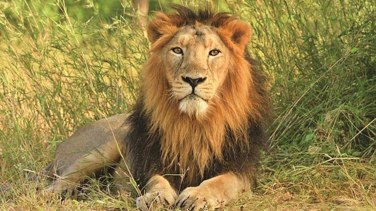 Gujarat to trade 40 Asiatic lions for Kevadia Jungle Safari