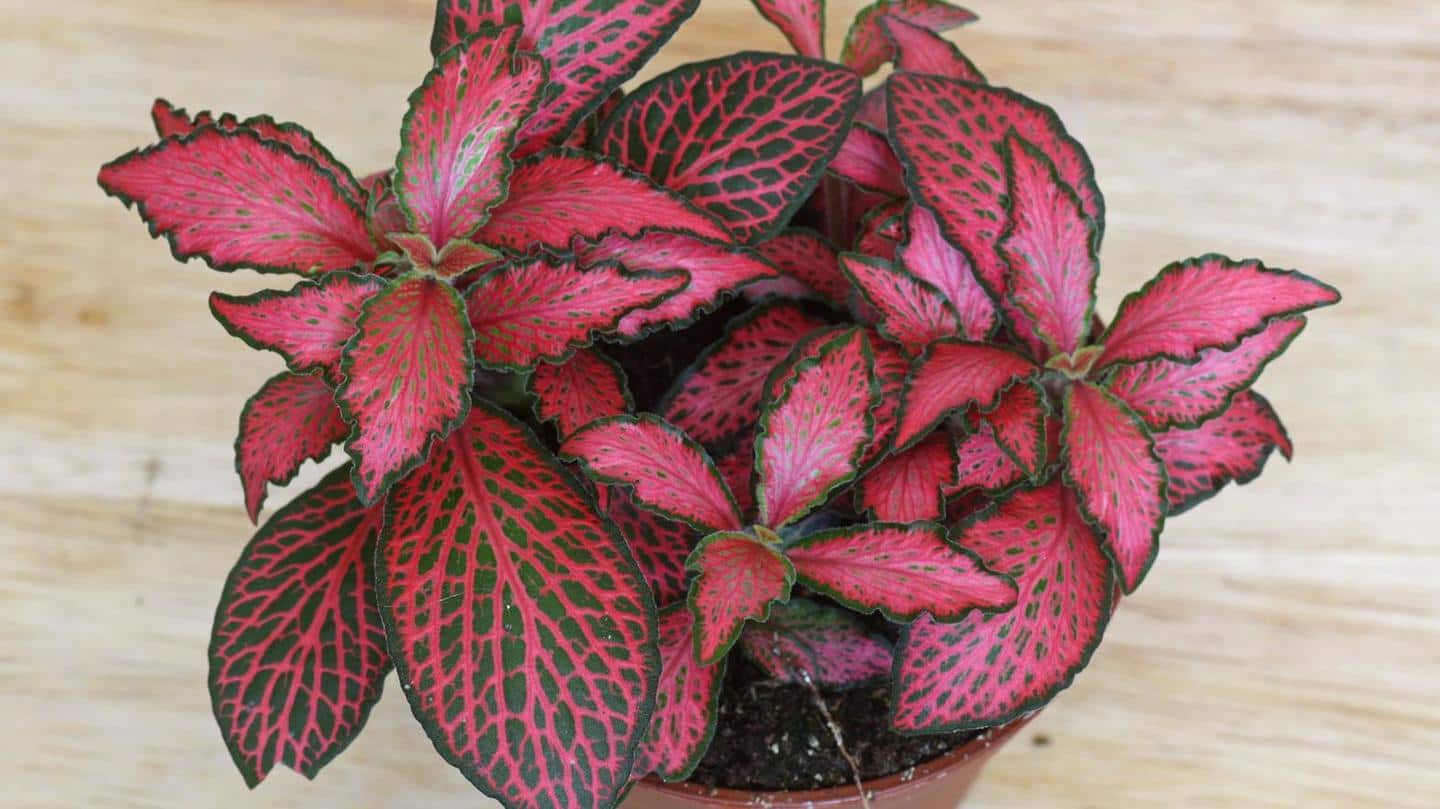 Mosaic Plant Mosaic Plant