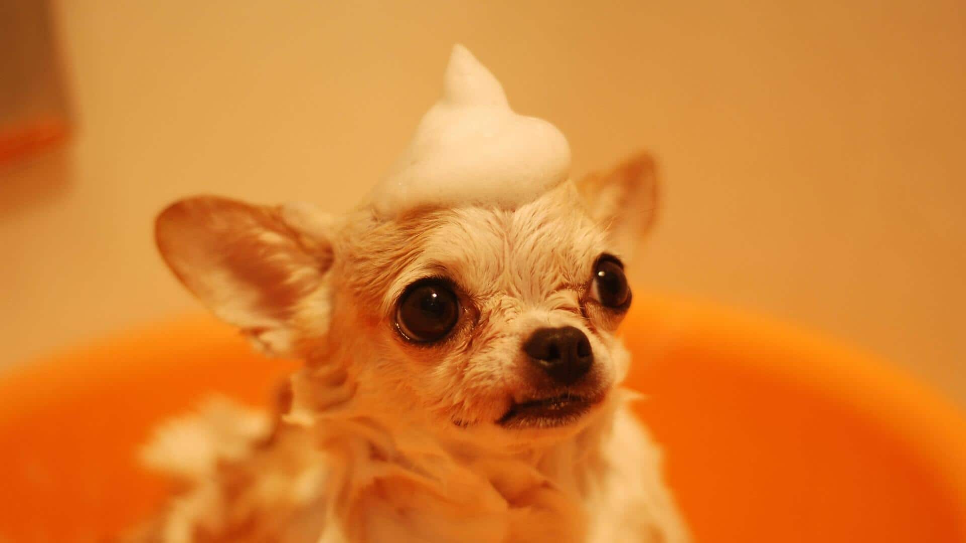 Keep your pup clean naturally with these DIY shampoos