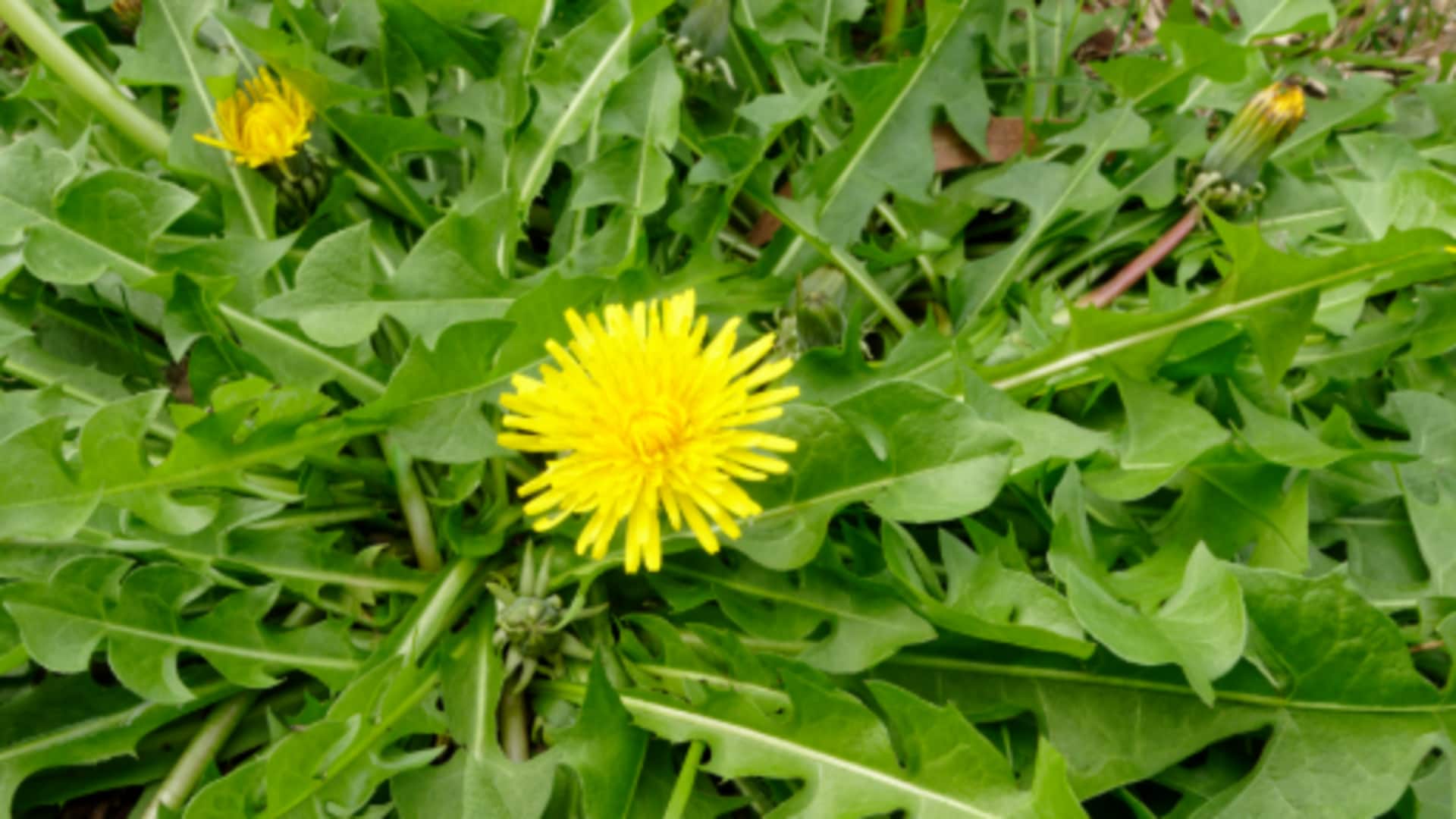 How to grow dandelion greens at home How to grow dandelion greens at home