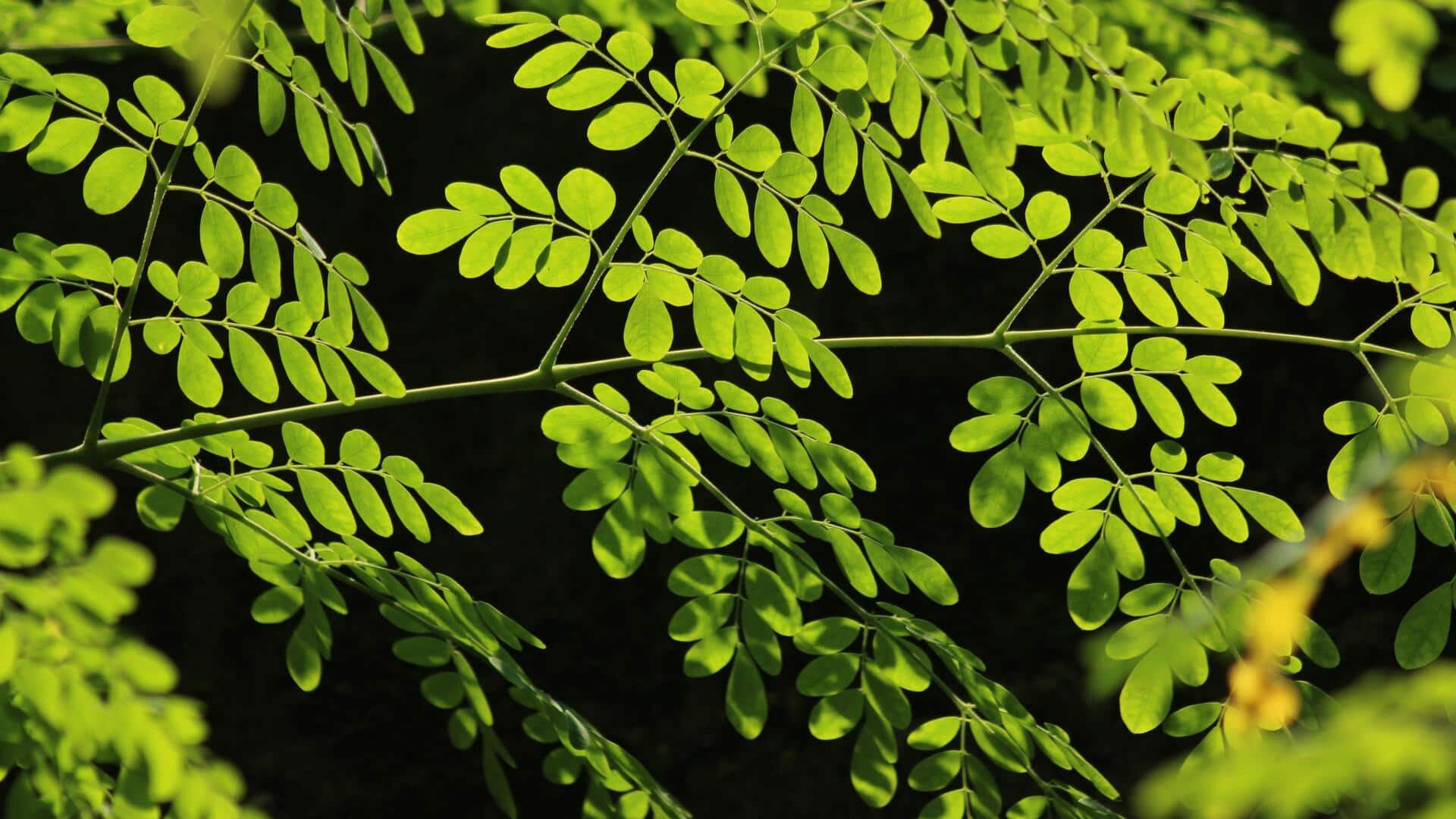 African herbs that can improve your wellbeing