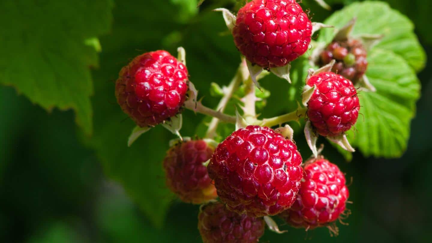 5 lesser-known health benefits of raspberries