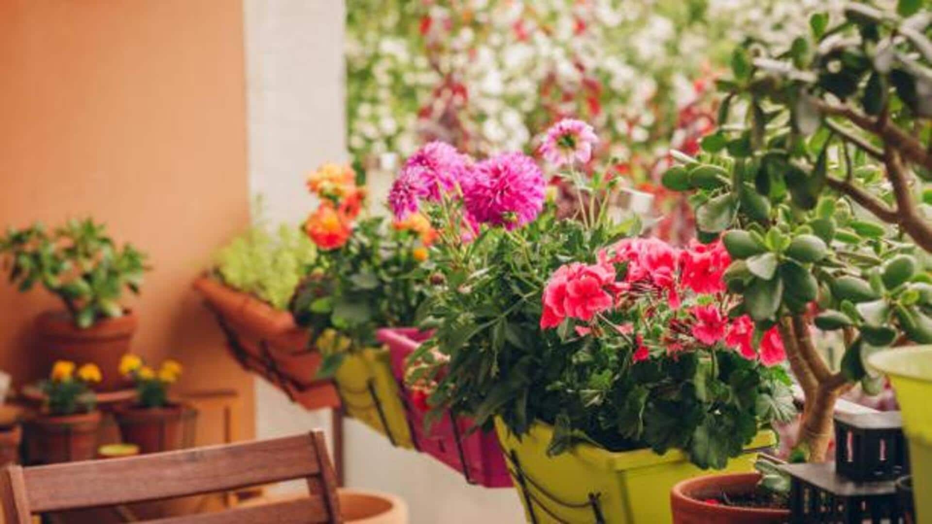 5 plants perfect for tiny balconies 