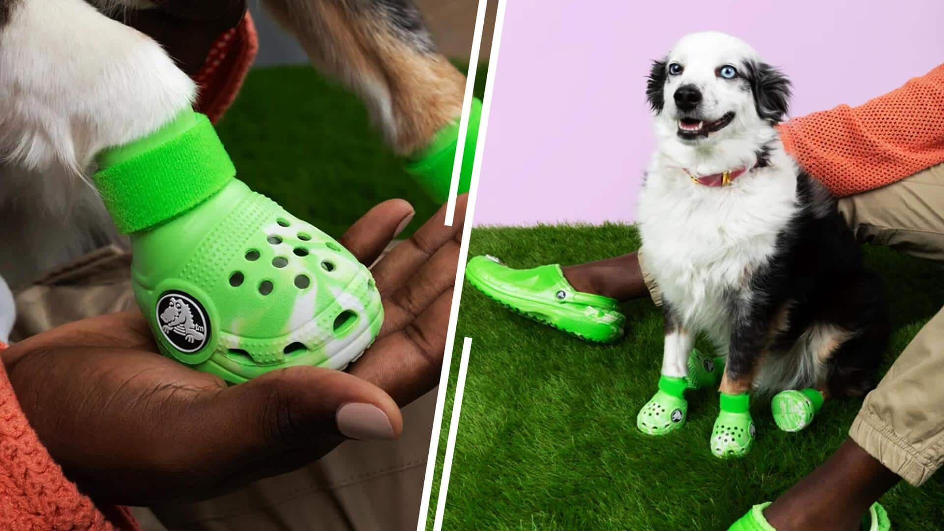 Paw some news Crocs launches pet friendly shoes