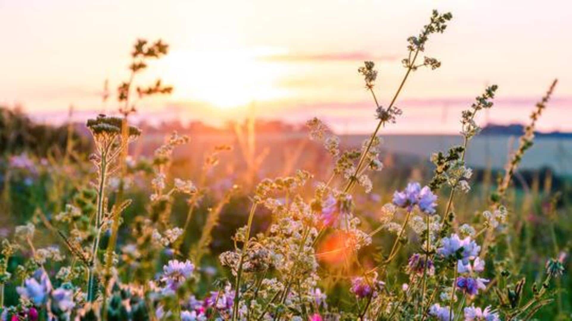 For photography lovers: Where to capture stunning wildflowers For photography lovers: Where to capture stunning wildflowers