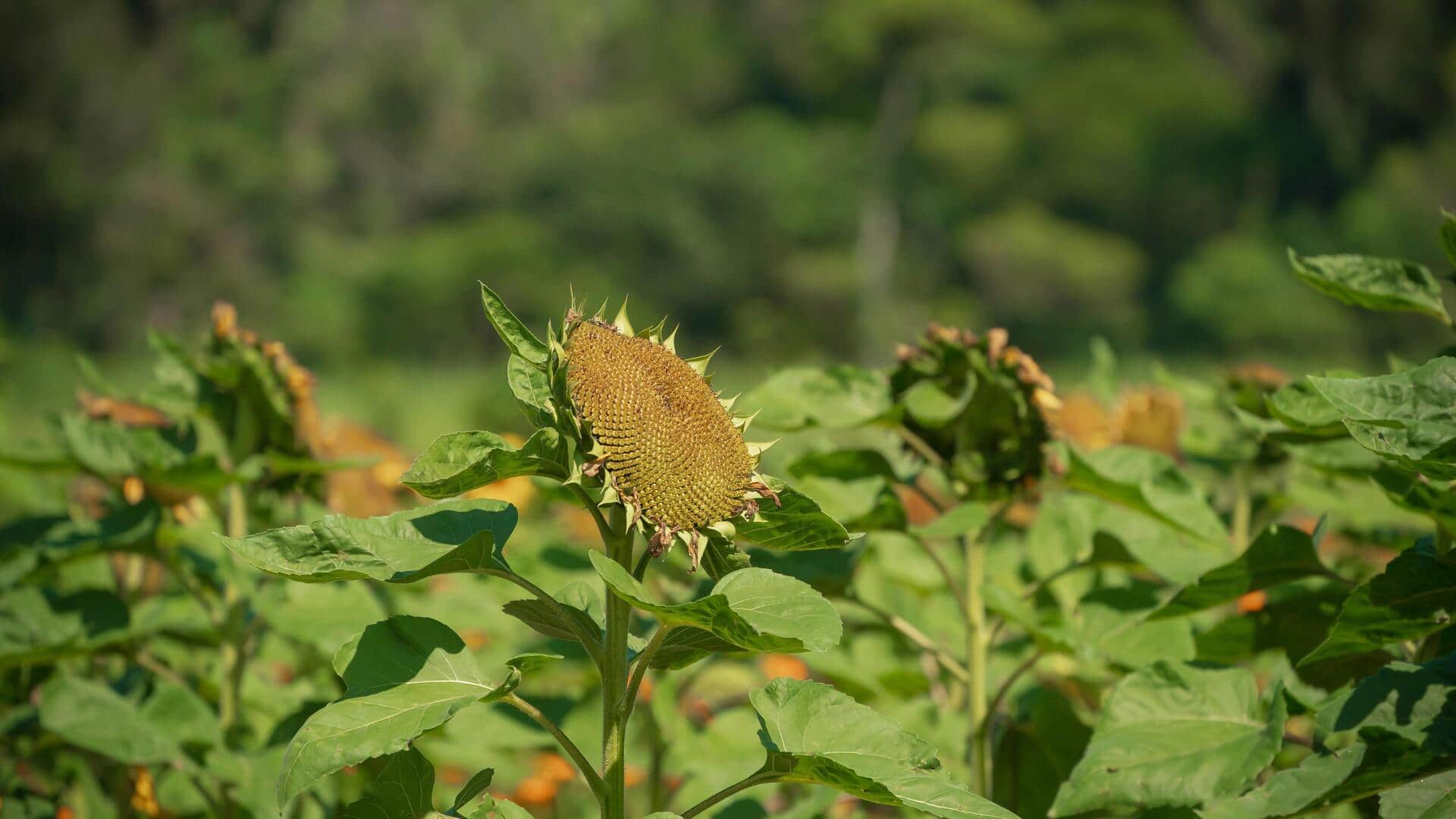 How to create a dog-friendly garden How to create a dog-friendly garden