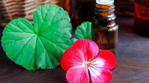 Why geranium oil is trending in wellness circles