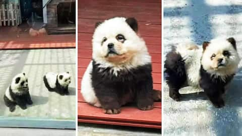 Chinese zoo paints dogs as pandas; fooled visitors daily