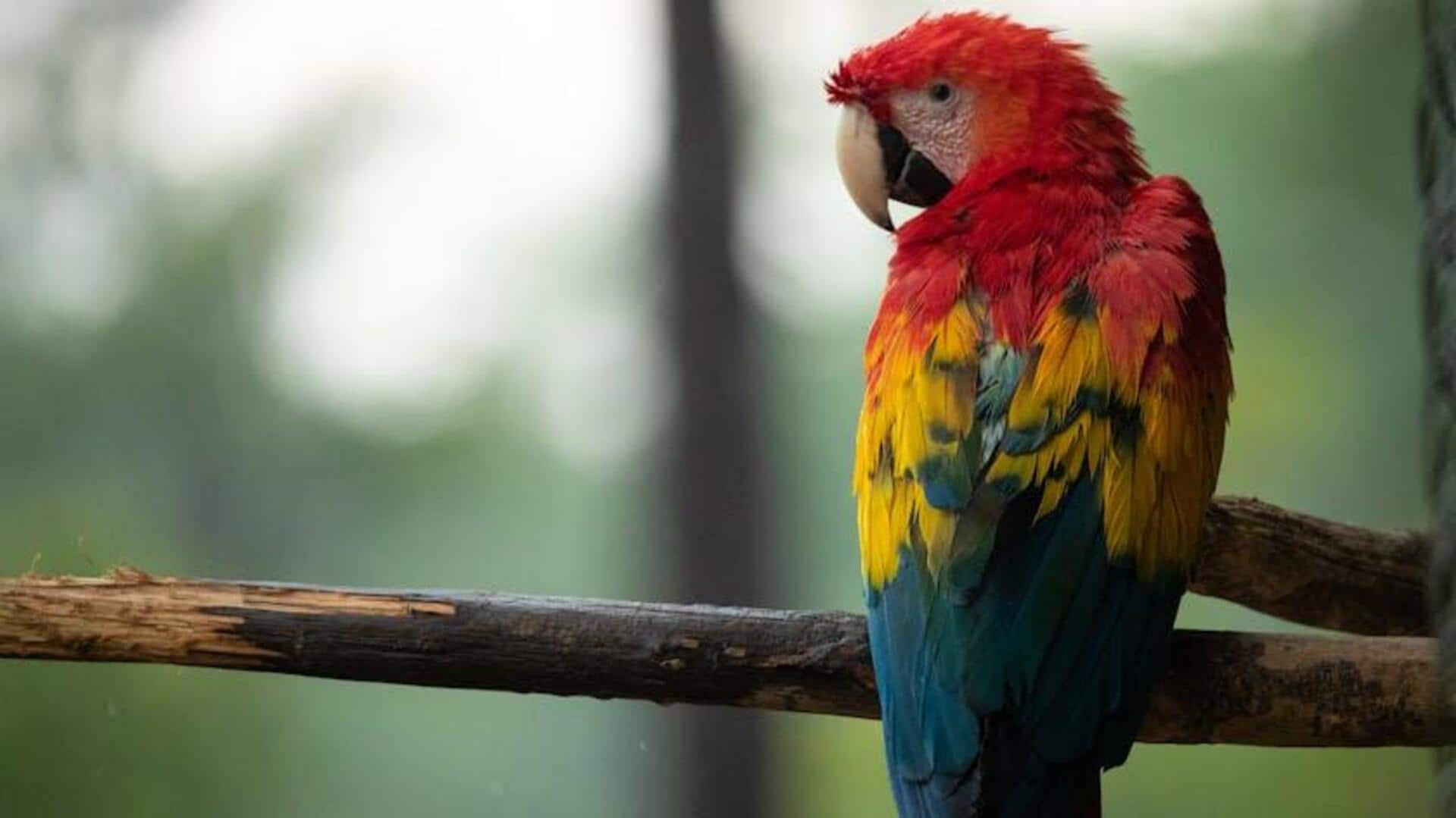 Parrot paradise excursions: Wildlife speak adventures