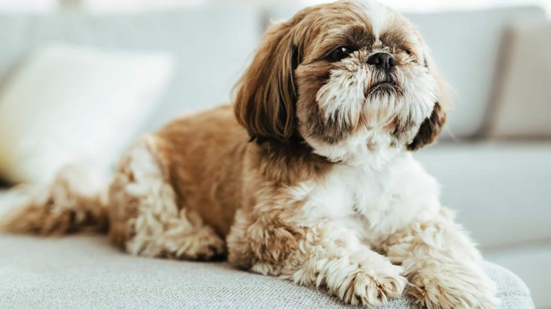 How to prevent tear stains on your Shih Tzu