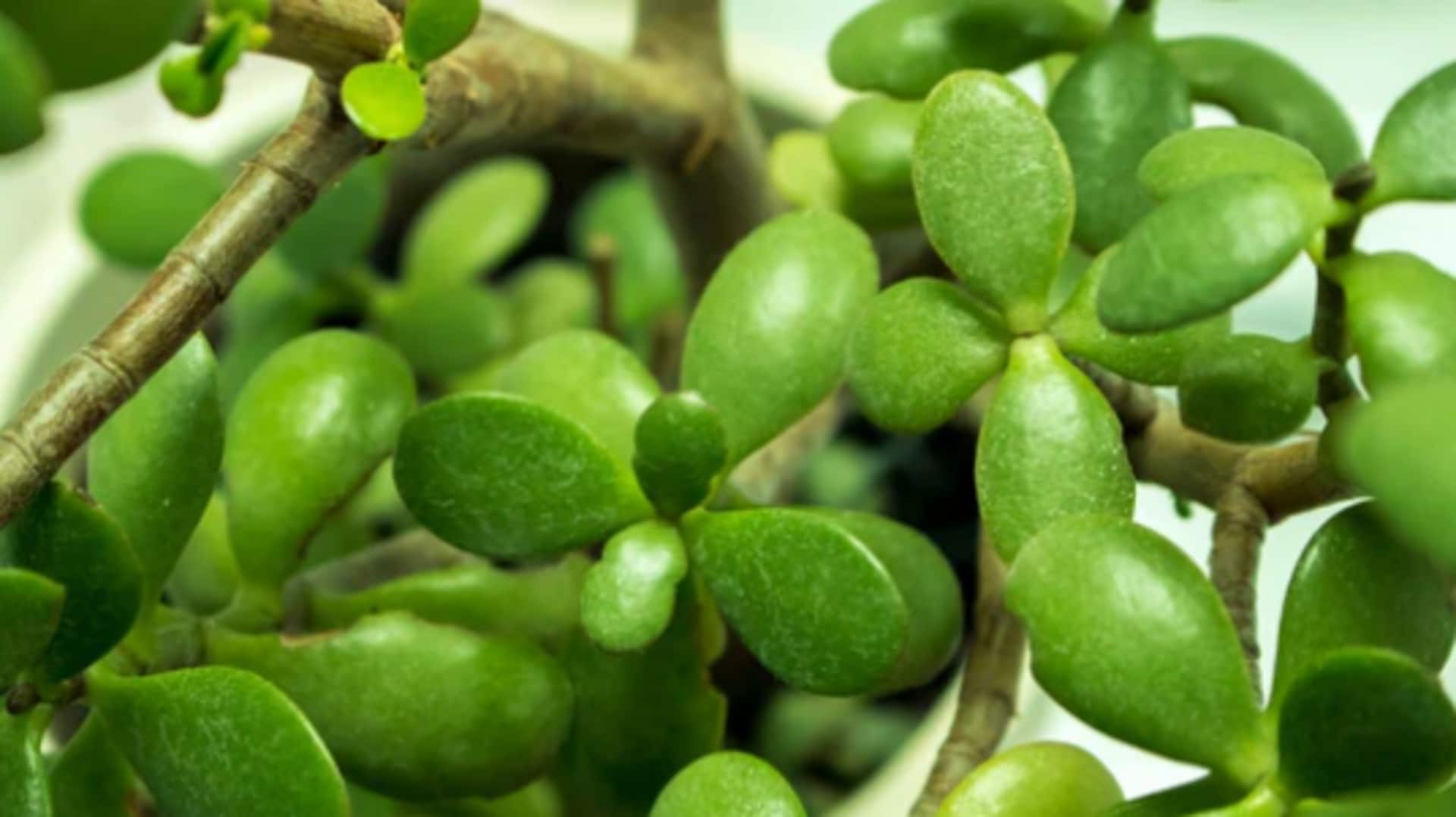 How to grow girlfriend jade plant at home How to grow girlfriend jade plant at home