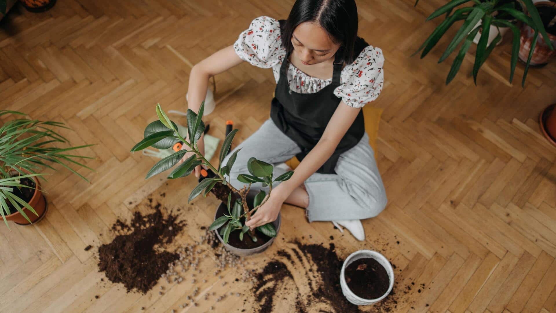 Keep your indoor plants happy with these tips