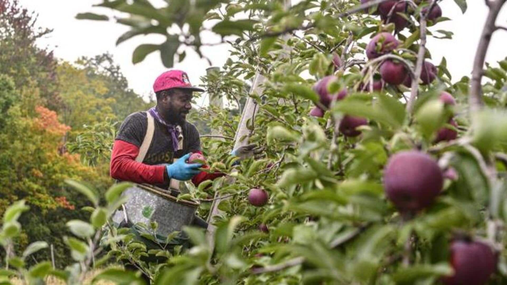 Enjoy apple-picking in Vermont at these beautiful spots