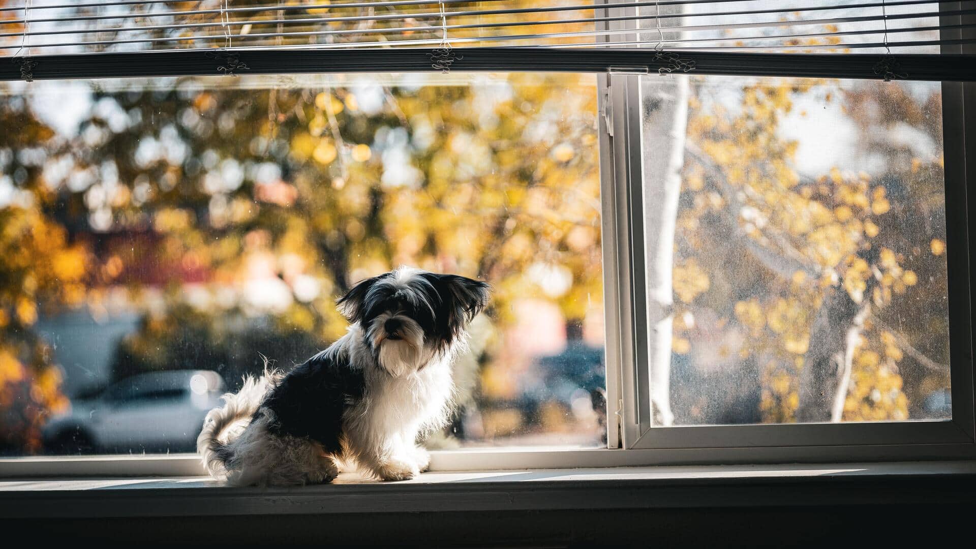 How to make your windows safer for your dog