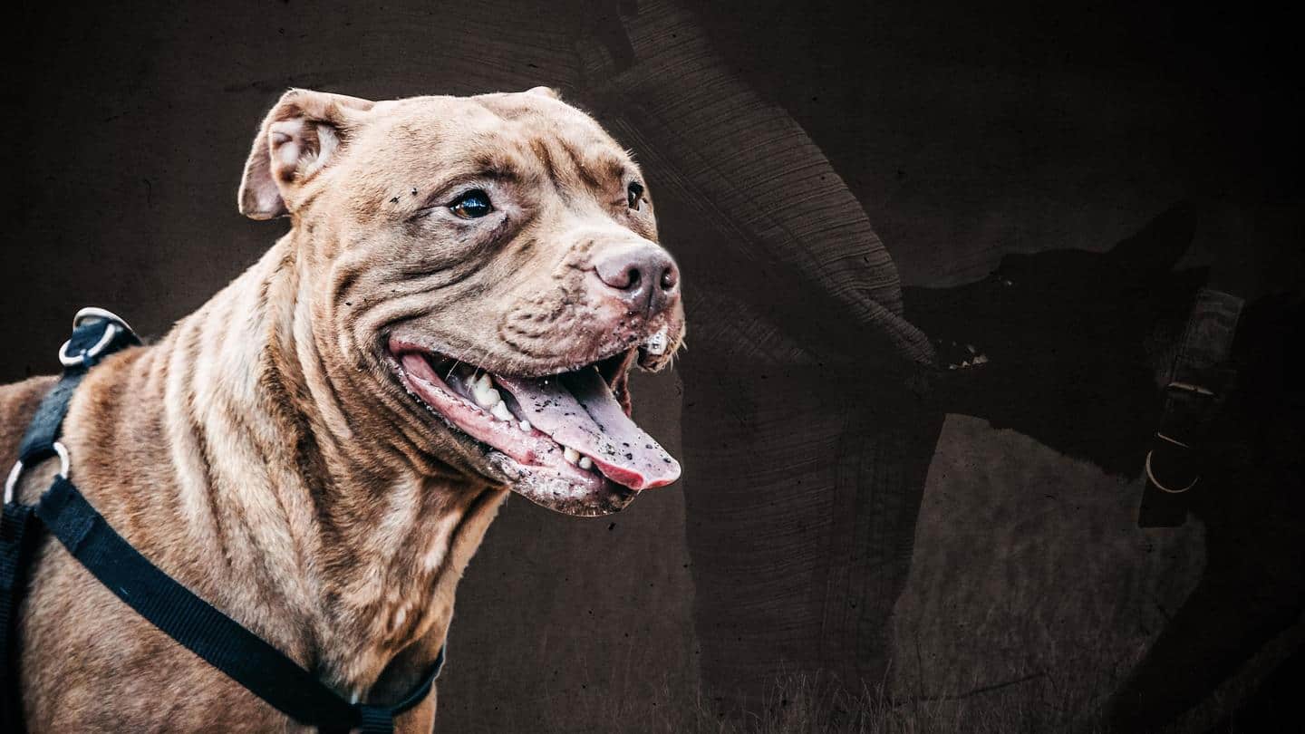 Dog attacks 10-year-old in Noida; owners arrested