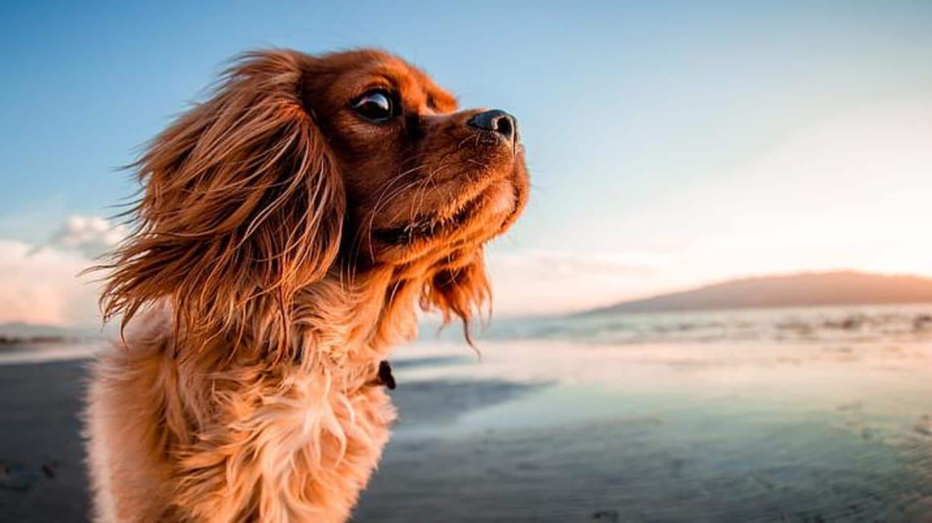 Take care of your Cocker Spaniel's ears with these tips Take care of your Cocker Spaniel's ears with these tips