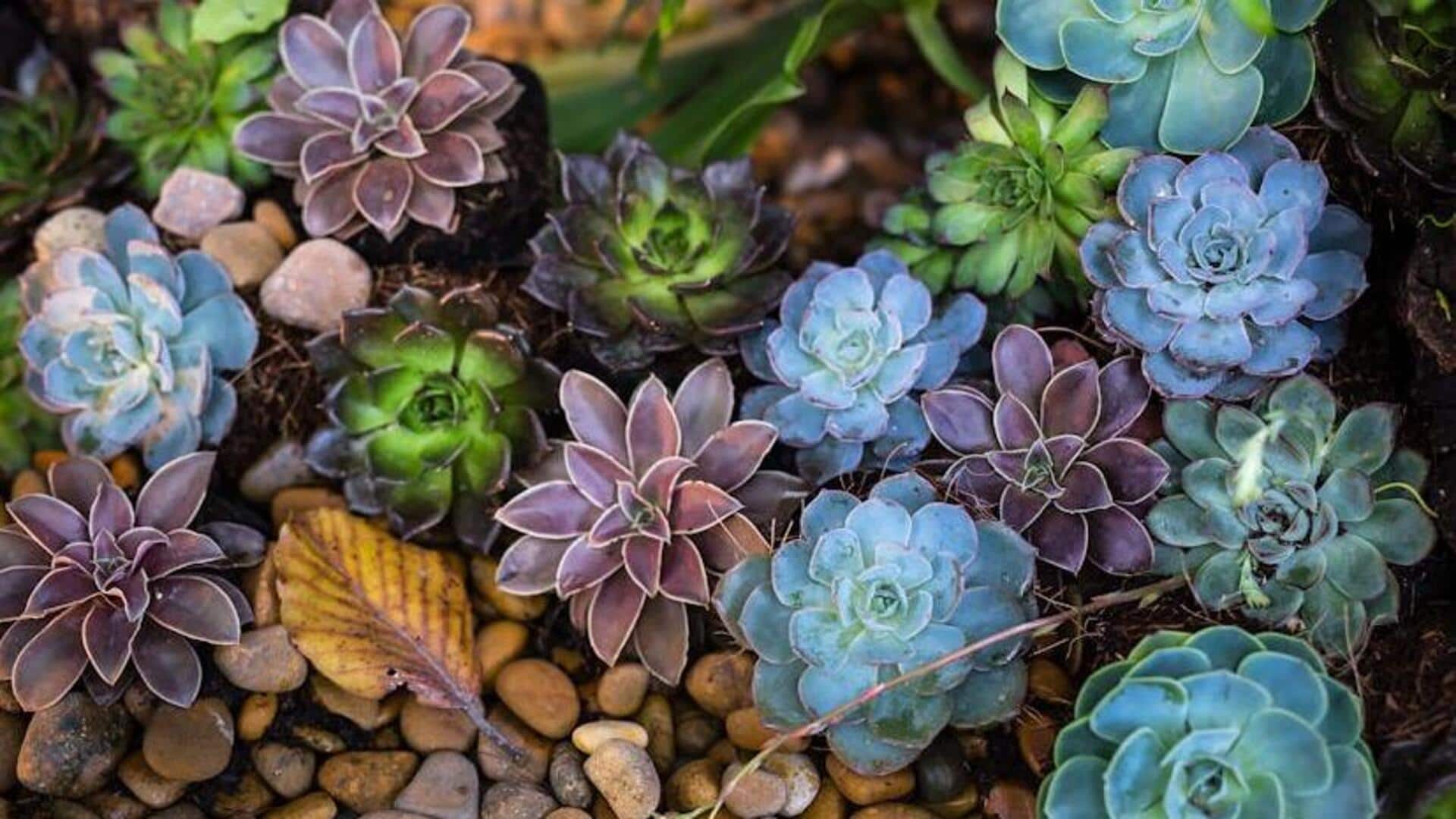 How to care for succulents like a pro How to care for succulents like a pro
