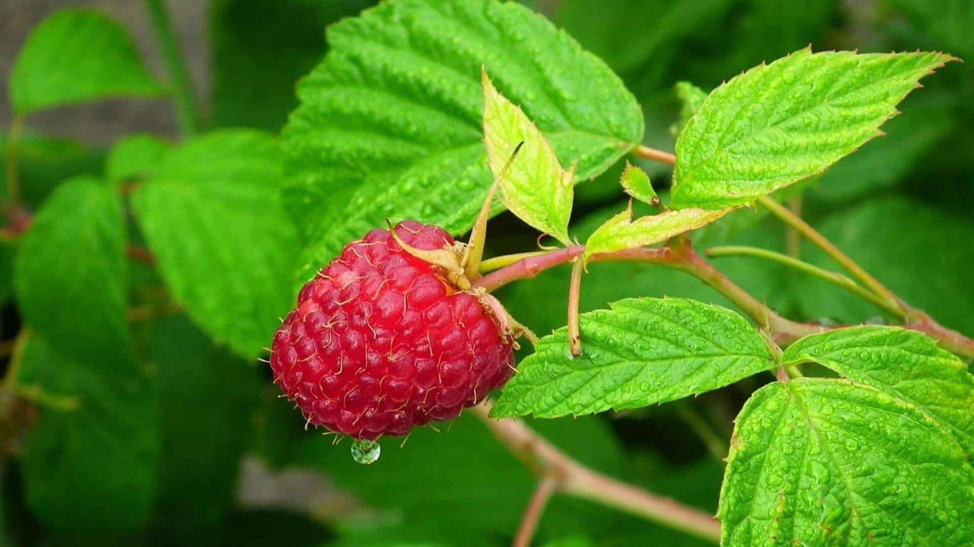 Raspberry leaf v/s blackberry leaf: Comparing their benefits Raspberry leaf v/s blackberry leaf: Comparing their benefits