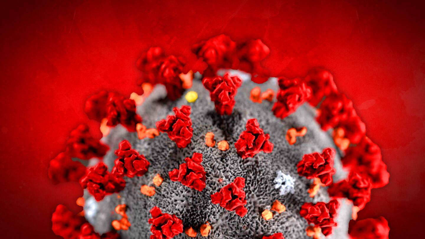 8 samples found carrying dog coronavirus 8 samples found carrying dog coronavirus