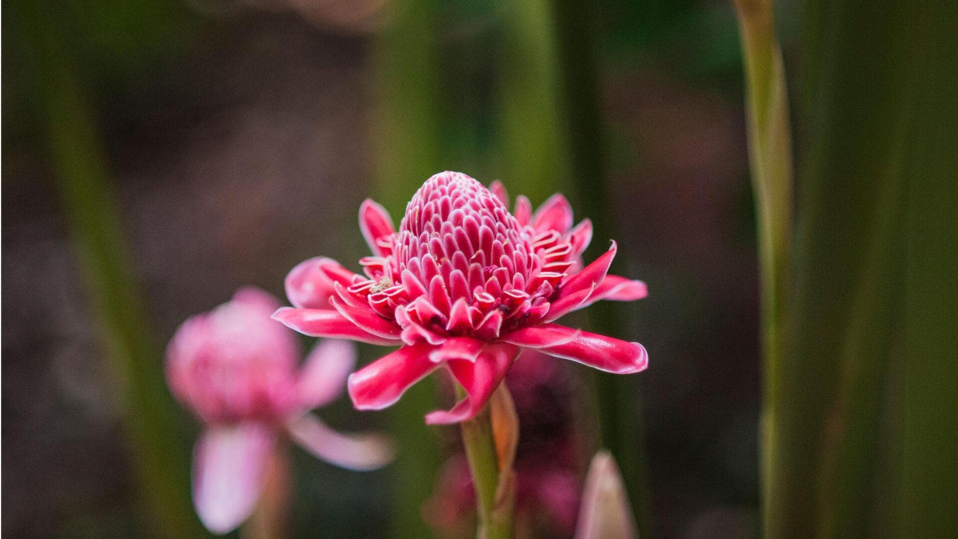 Give your dishes a tangy twist with torch ginger