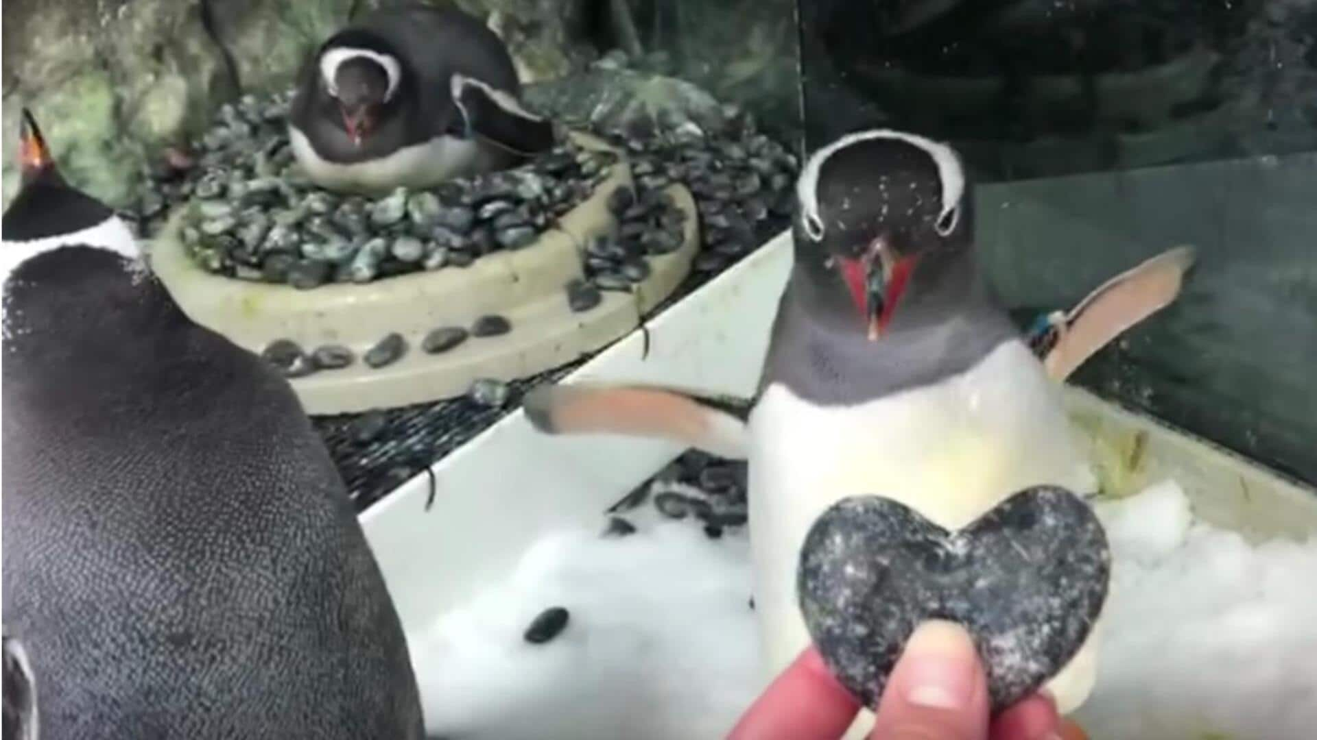 Sydney's gay penguin Sphen dies, partner Magic mourns with song