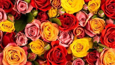 Rose Day: What yellow, pink, white, black, peach roses signify