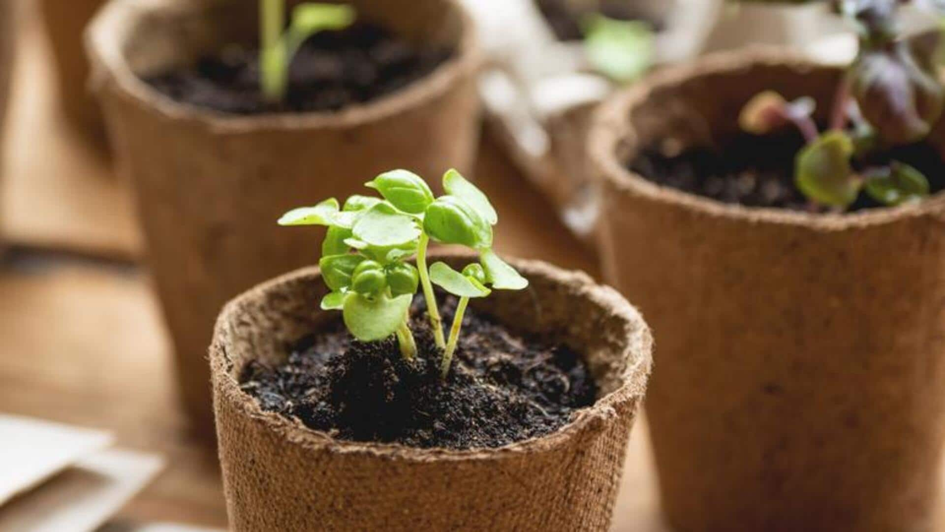 This is how you can make biodegradable planters at home