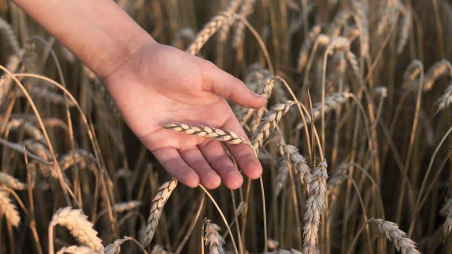 Low output estimate: India bans wheat exports in policy reversal | NewsBytes
