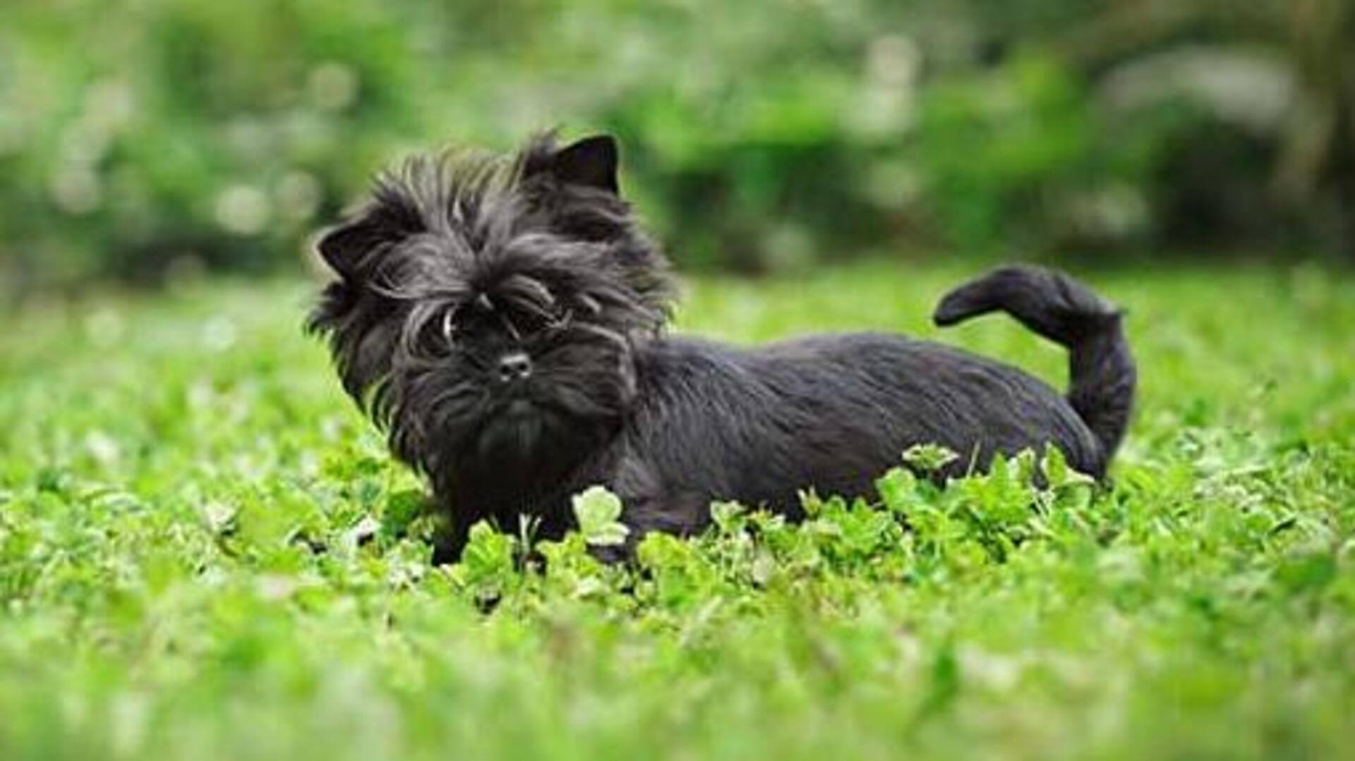 Check out Affenpinscher's grooming and care tips