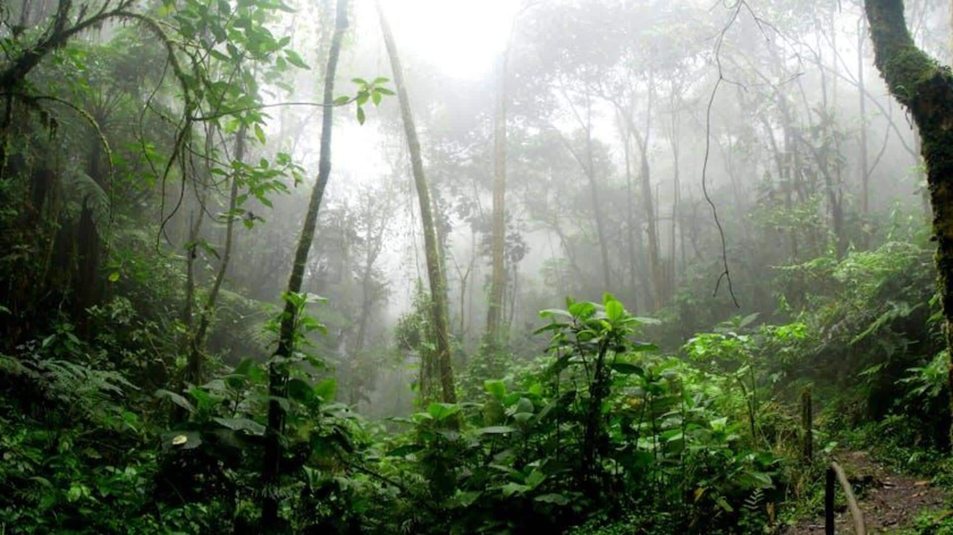 Explore rainforests and meet rescued wildlife 