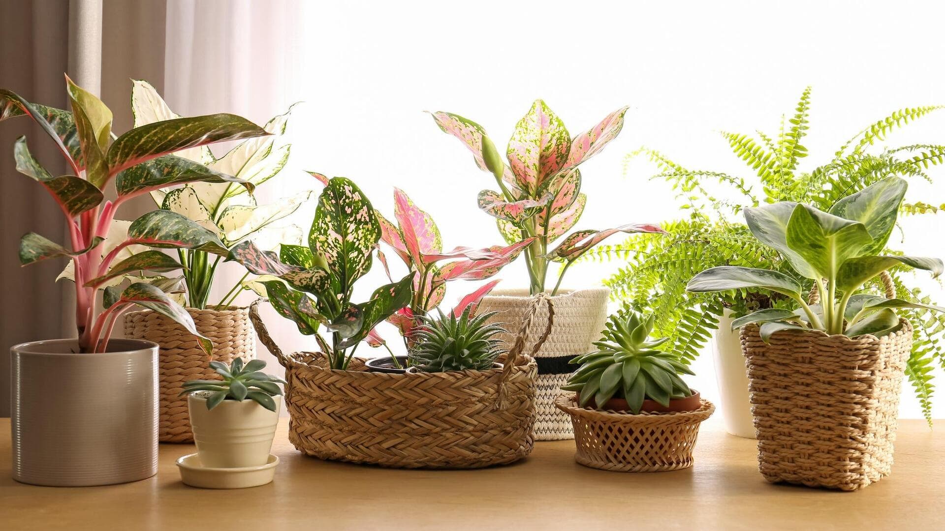 Add plants to your home decor (on a budget) 