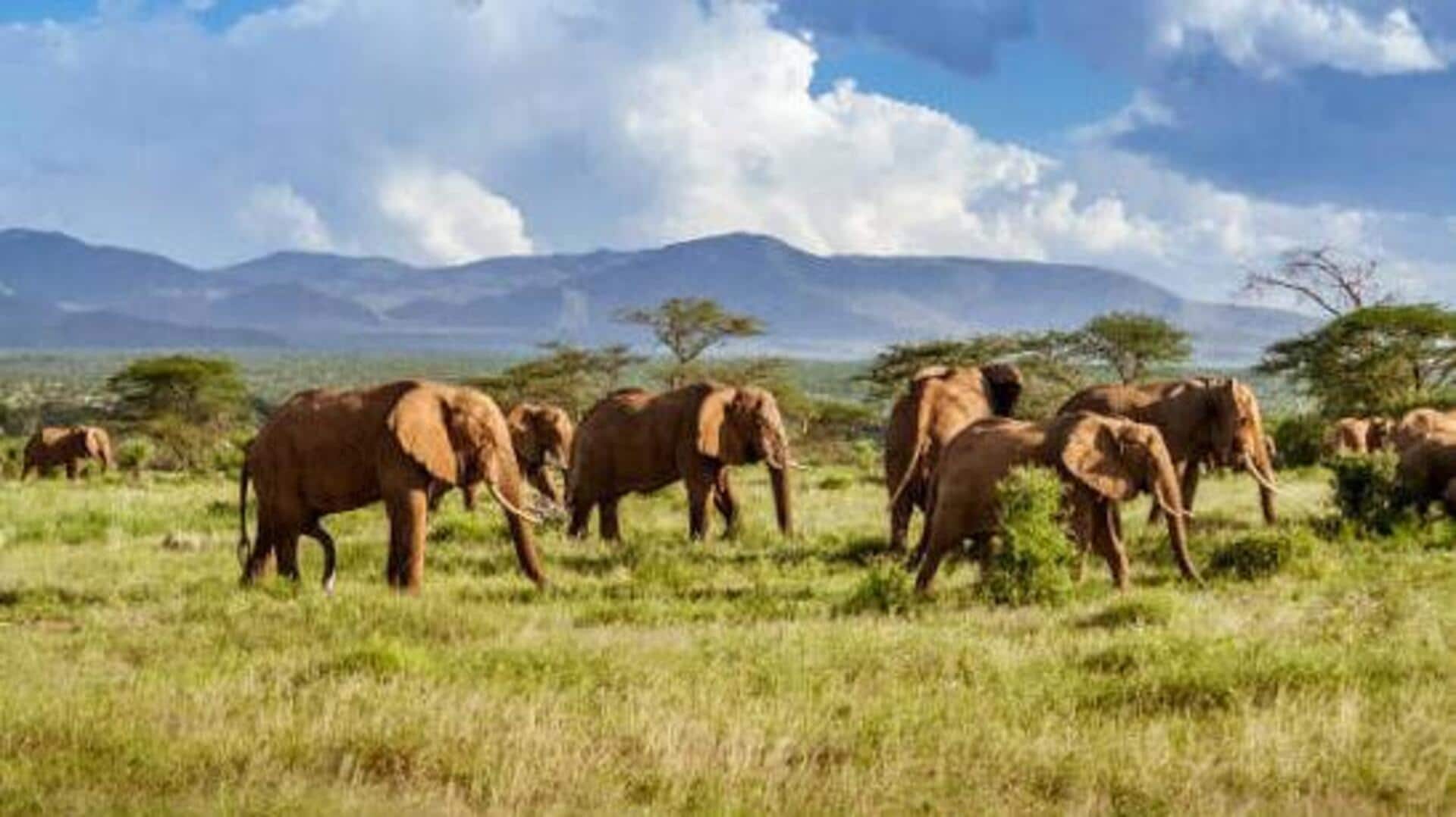 You must explore these wildlife corridors in Africa