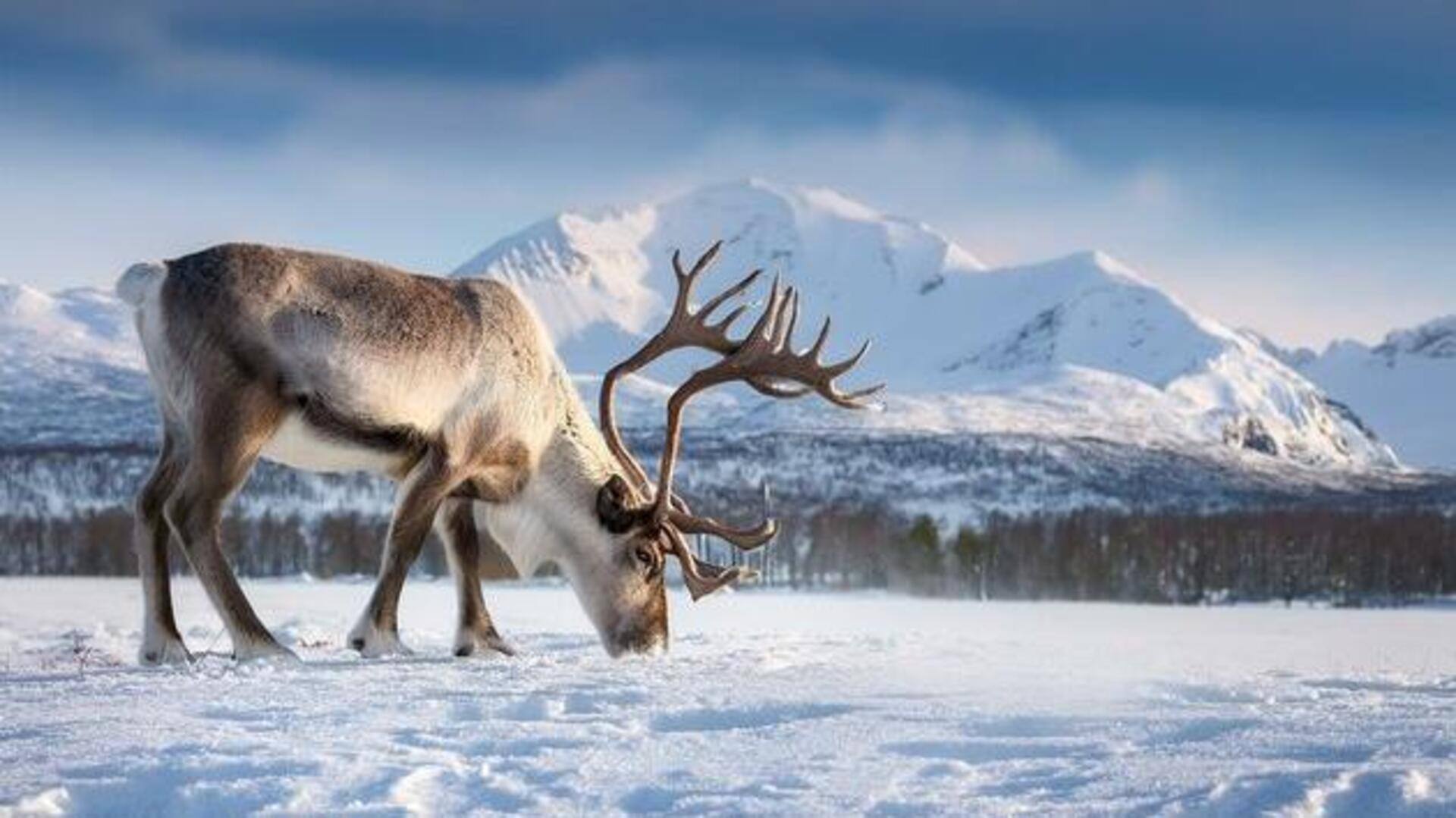 Reindeer migration safari: Arctic nomadic journey