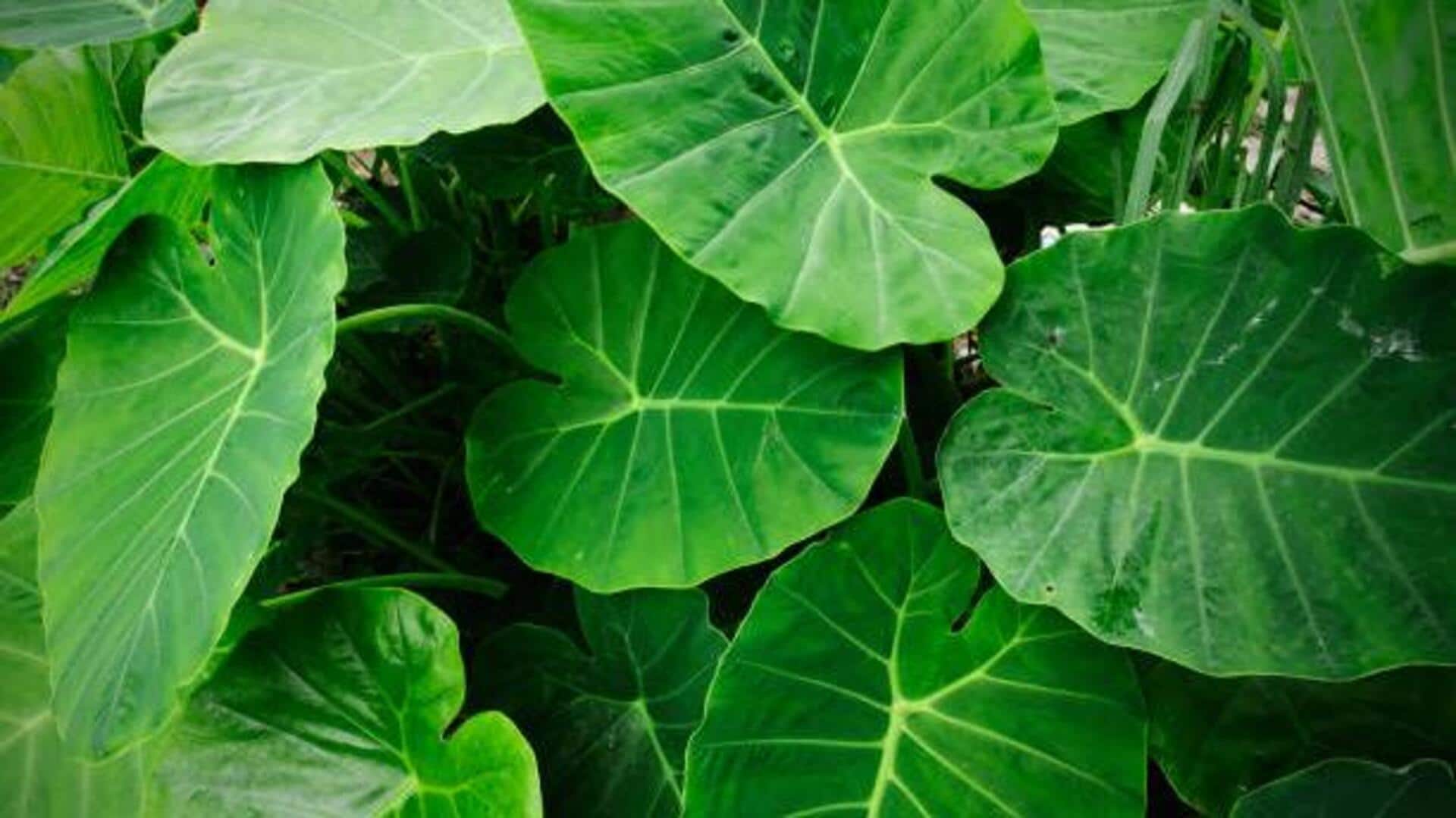 Surprising health benefits of taro leaves Surprising health benefits of taro leaves