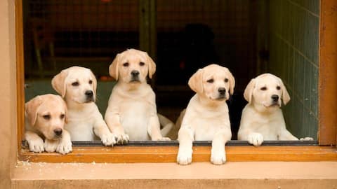 Why do dogs have smaller brains than wolves?