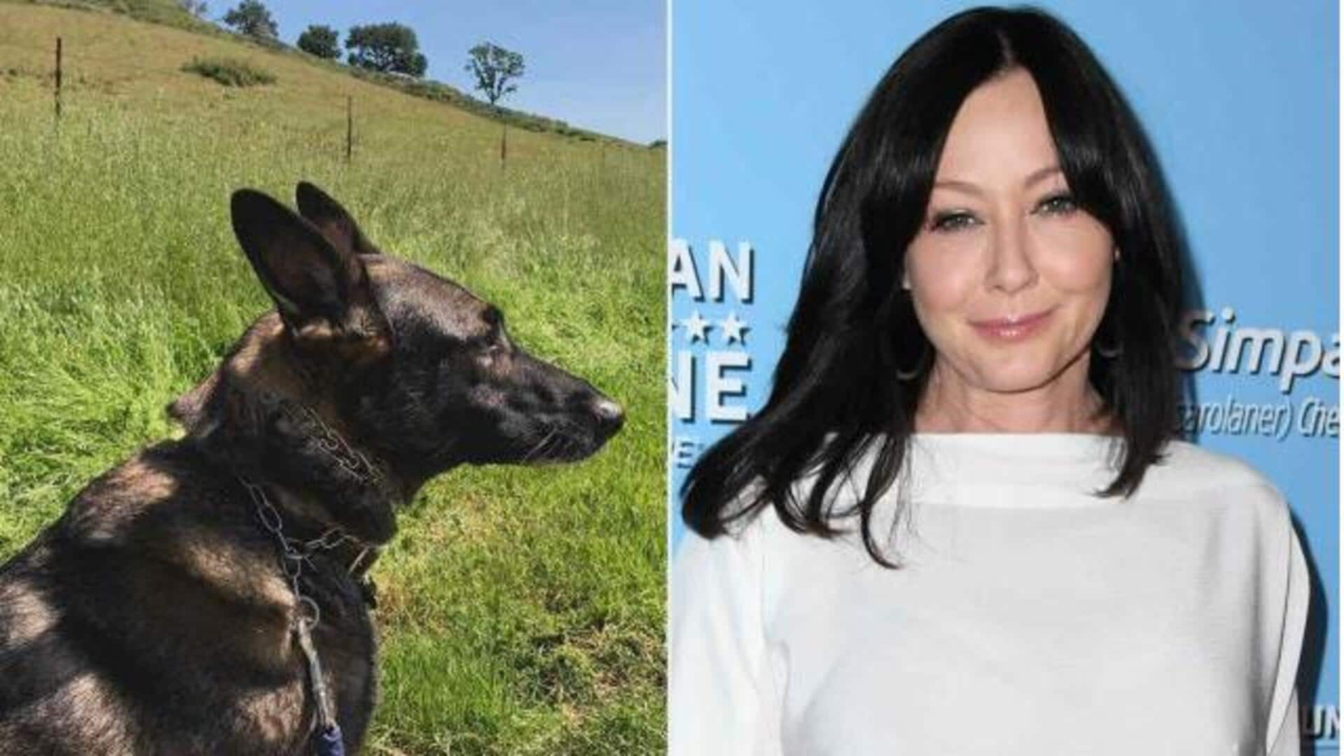 When late actor Shannen Doherty's dog Bowie detected her cancer