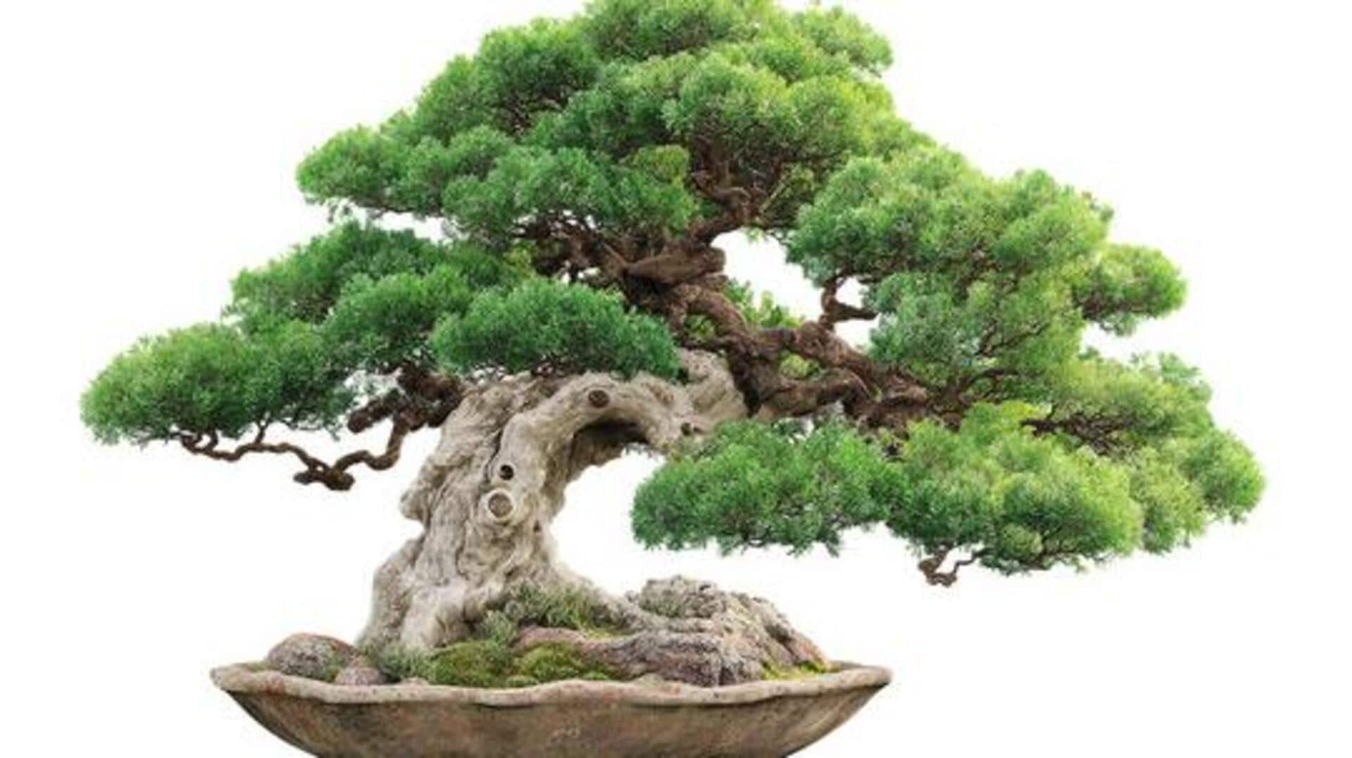 This bonsai idea is great for small spaces 
