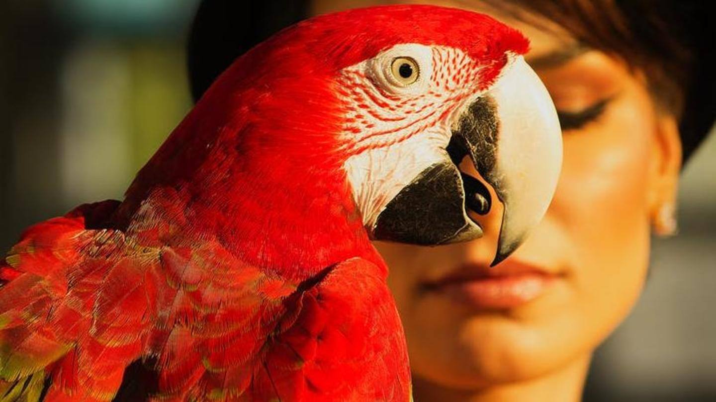 A few general tips to make your birds more comfortable A few general tips to make your birds more comfortable