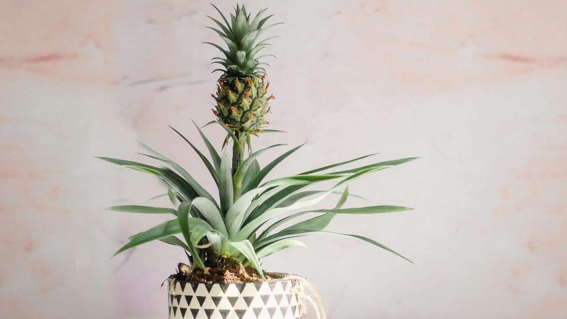 Growing pineapple plant at home? Note these care tips