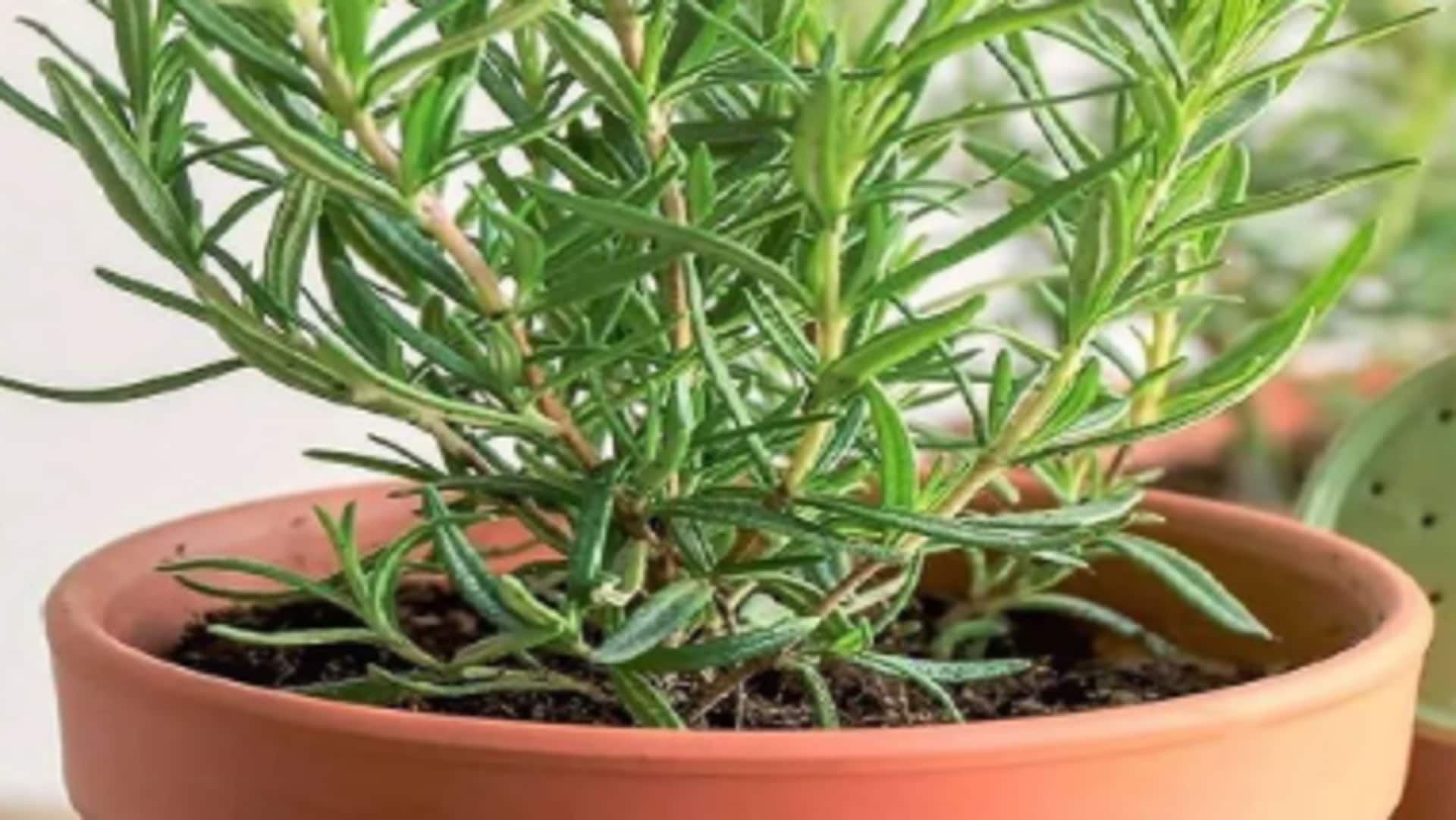 How to grow rosemary at home How to grow rosemary at home