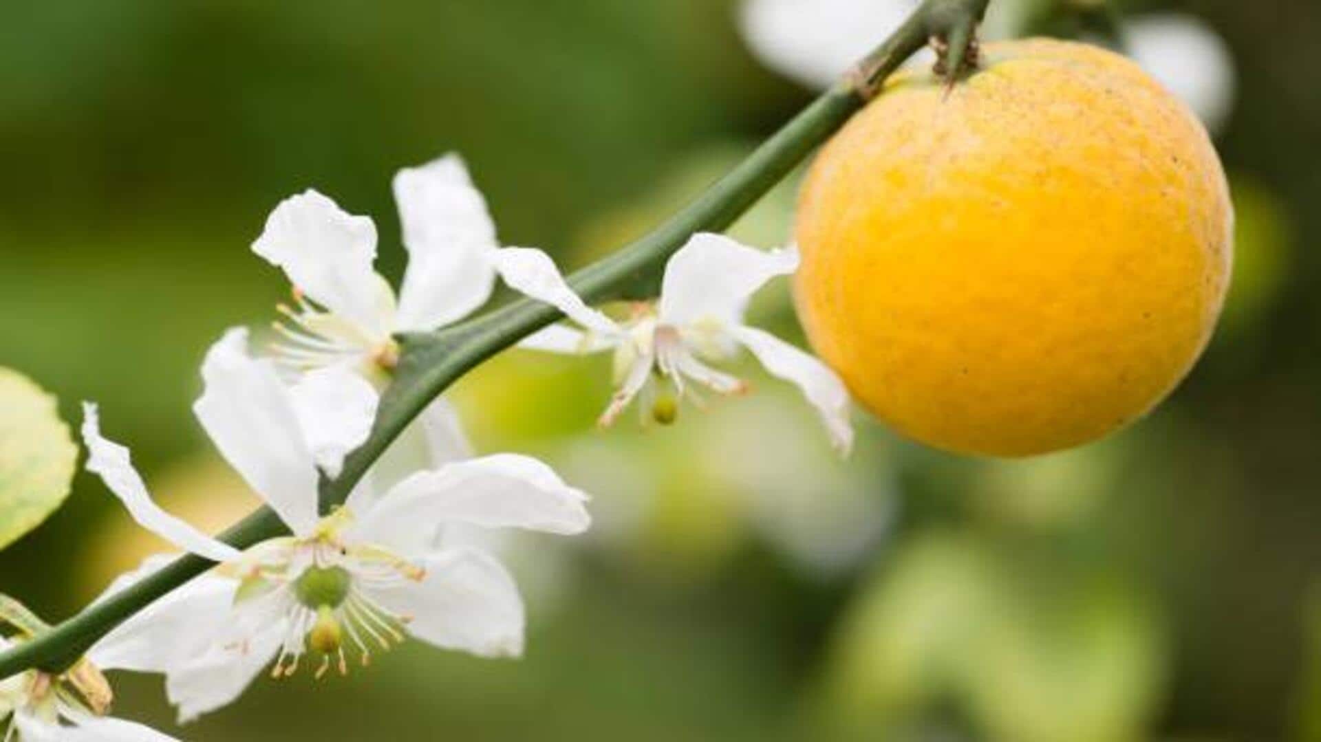 Bergamot orange: A nutrient-packed citrus fruit Bergamot orange: A nutrient-packed citrus fruit