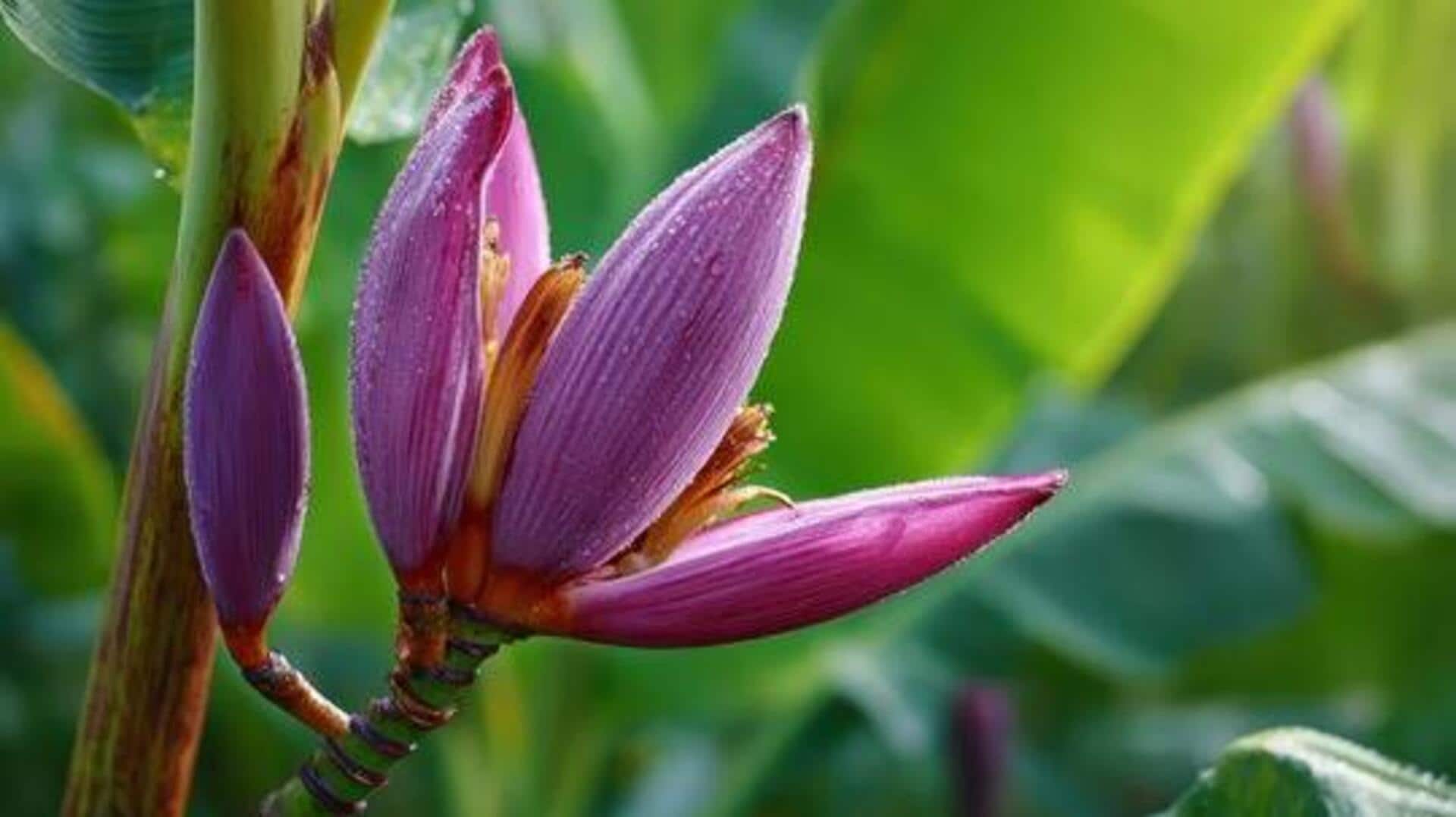 How to cook with banana flower