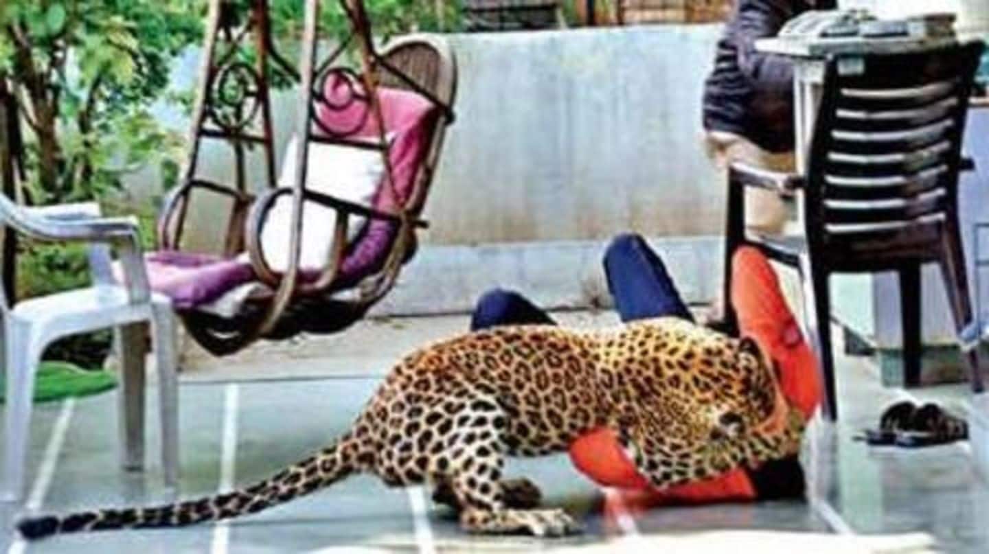 Five injured after leopard attacks Nashik locality; captured hours later