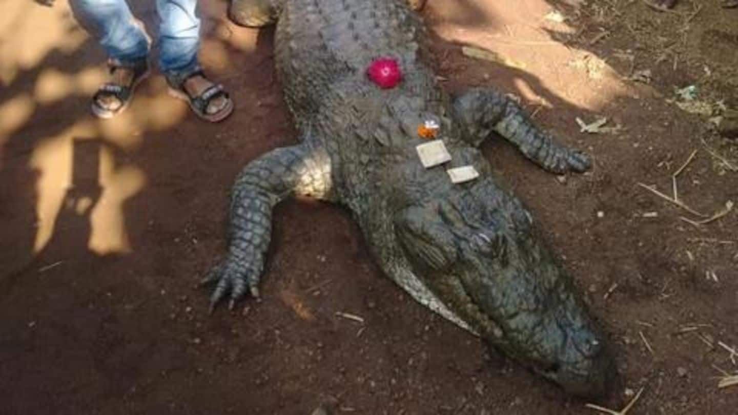 Chhattisgarh: 500 villagers attend funeral of 130-year-old crocodile