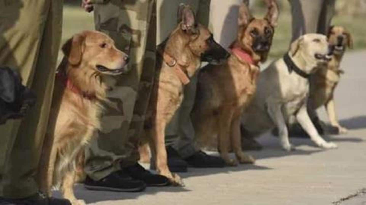 Soon, robotic dogs could replace CISF's security dogs at airports