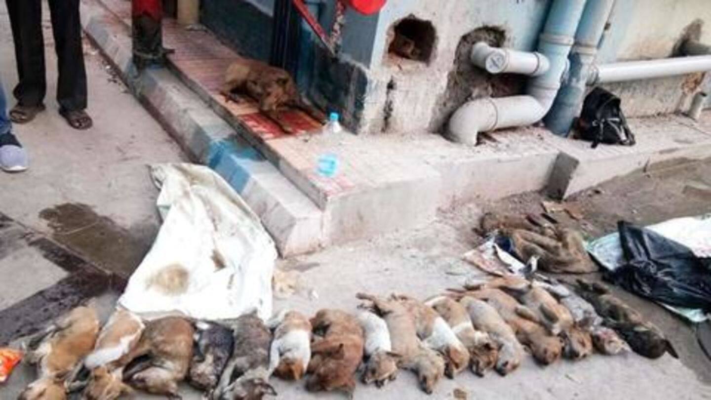 Kolkata: 16 puppies murdered in cold-blood leaves city enraged